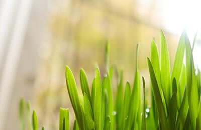 綠色交通的含義